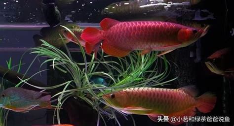 龍魚混養|龍魚混養，再聊深入一點比較保險！